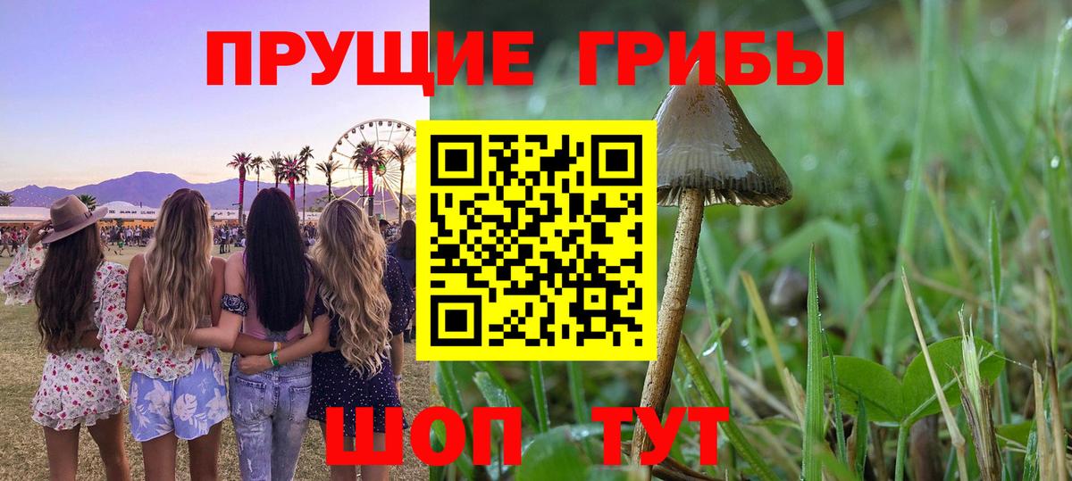Галлюциногенные грибы Psilocybine cubensis Уварово